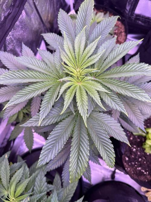 Ganja Farmer RS11 (B). Week 7 - 8.4