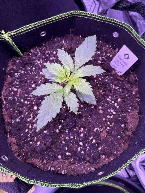 Seed Supplier Project. Week 2 - 8.4