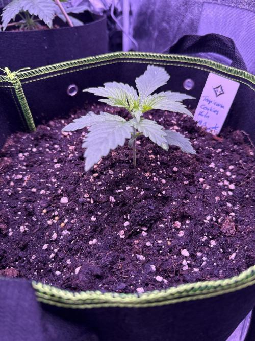 Seed Supplier Project. Week 2 - 8.4