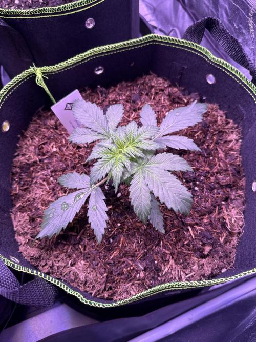 Seed Supplier Project. Week 3 - 8.4