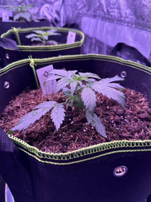 Seed Supplier Project. Week 3 - 8.4