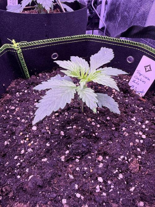 Seed Supplier Project. Week 3 - 8.4