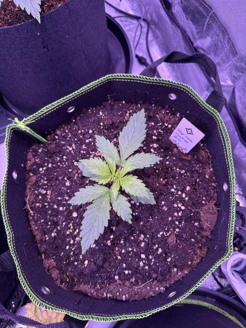 Seed Supplier Project. Week 3 - 8.4