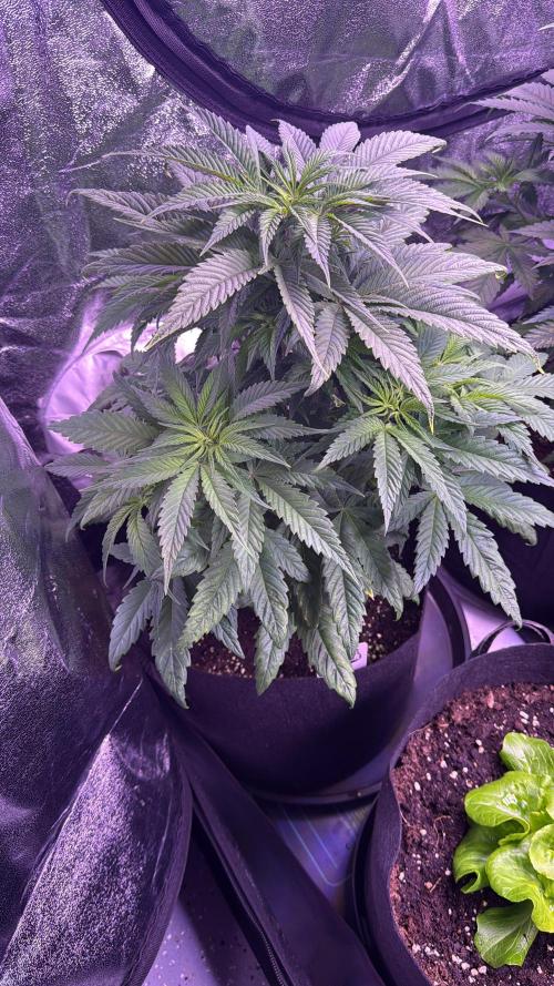 Ganja Farmer RS11 (C). Week 7 - 10.4