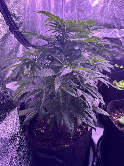 Ganja Farmer RS11 (C). Week 7 - 10.4