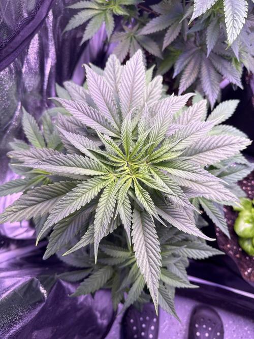Ganja Farmer RS11 (C). Week 7 - 10.4