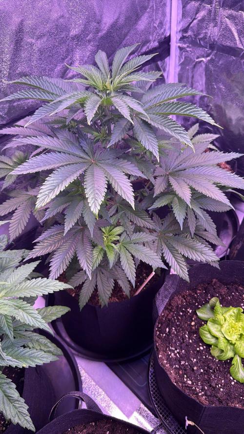 Ganja Farmer RS11 (B). Week 8 - 10.4