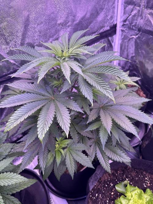Ganja Farmer RS11 (B). Week 8 - 10.4