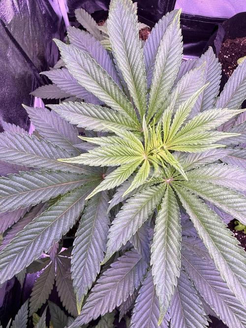 Ganja Farmer RS11 (B). Week 8 - 10.4