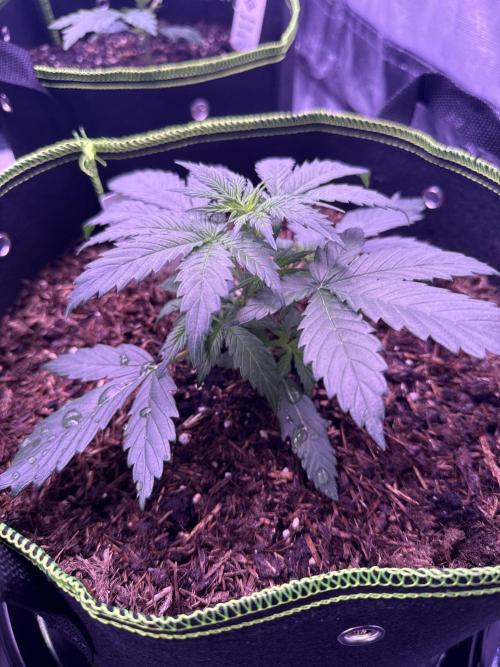 Seed Supplier Project. Week 4 - 10.4