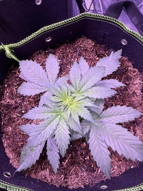 Seed Supplier Project. Week 4 - 10.4