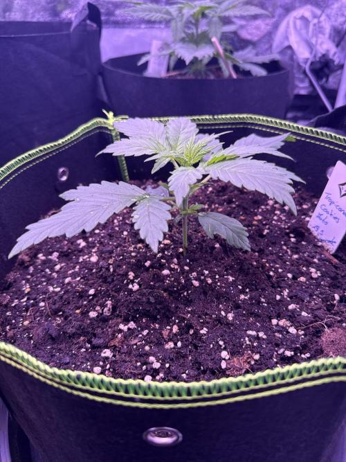 Seed Supplier Project. Week 4 - 10.4