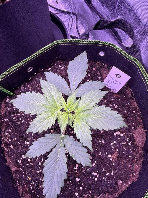 Seed Supplier Project. Week 4 - 10.4