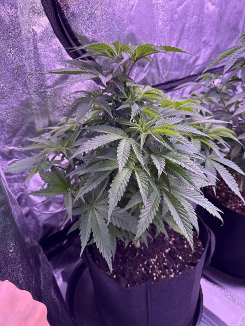 Ganja Farmer RS11 (C). Week 7 - 12.4