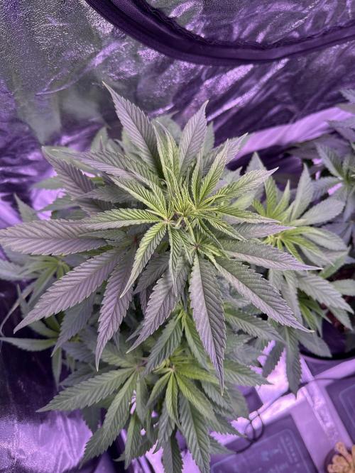 Ganja Farmer RS11 (C). Week 7 - 12.4