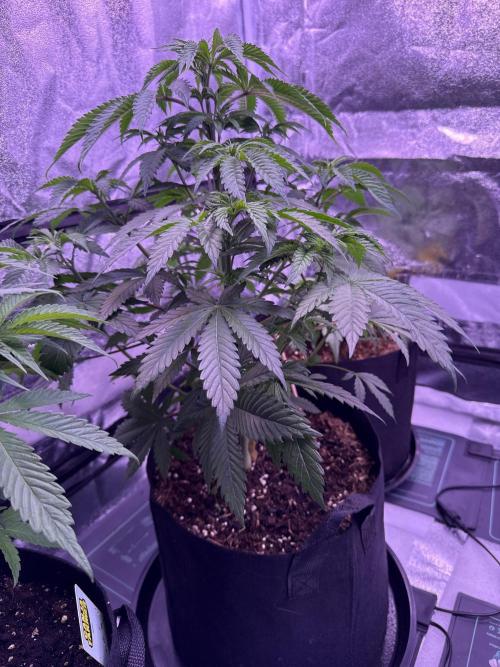 Ganja Farmer RS11 (B). Week 8 - 12.4
