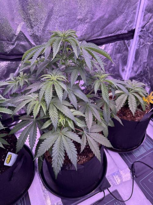 Ganja Farmer RS11 (B). Week 8 - 12.4