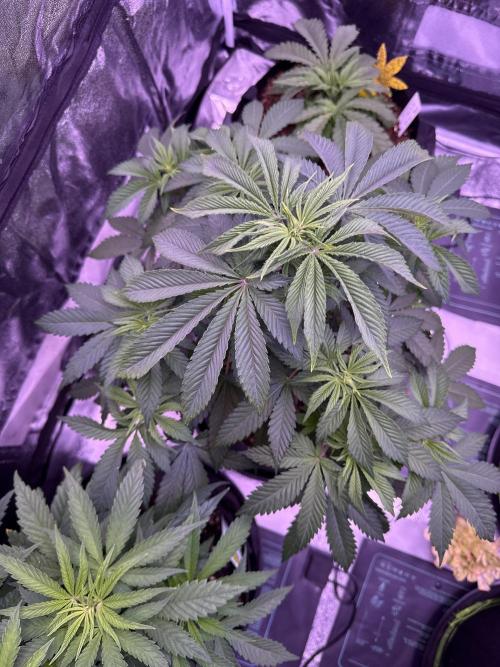 Ganja Farmer RS11 (B). Week 8 - 12.4