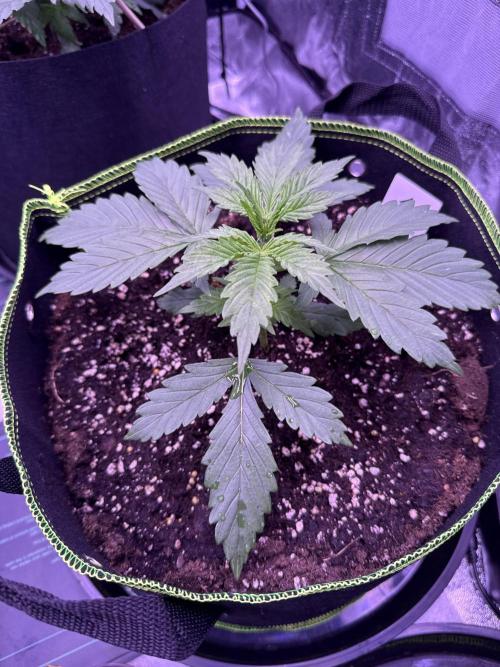 Seed Supplier Project. Week 4 - 12.4