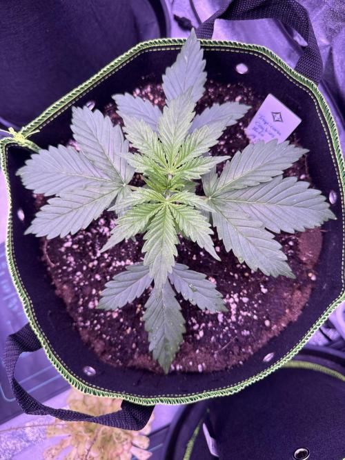 Seed Supplier Project. Week 4 - 12.4