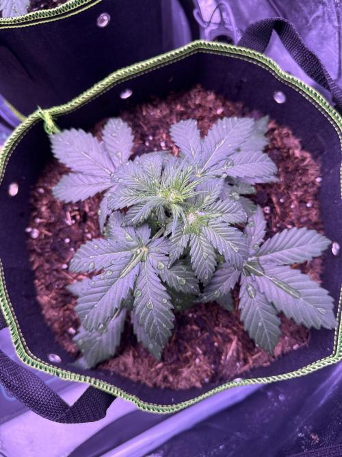 Seed Supplier Project. Week 4 - 12.4