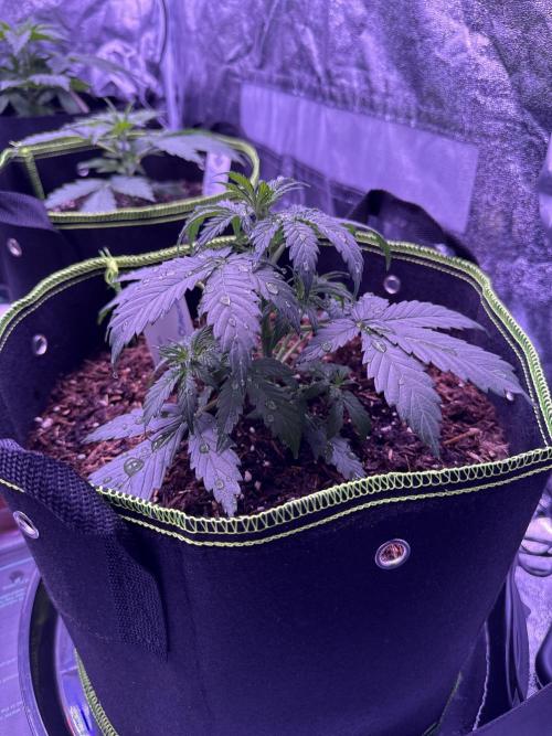 Seed Supplier Project. Week 4 - 12.4