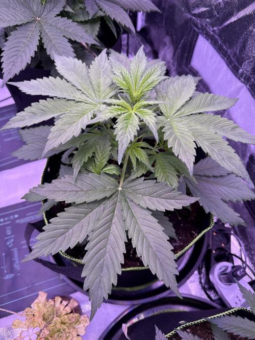 Seed Supplier Project. Week 5 - 18.4