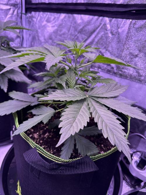 Seed Supplier Project. Week 5 - 18.4