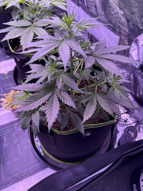 Seed Supplier Project. Week 5 - 18.4