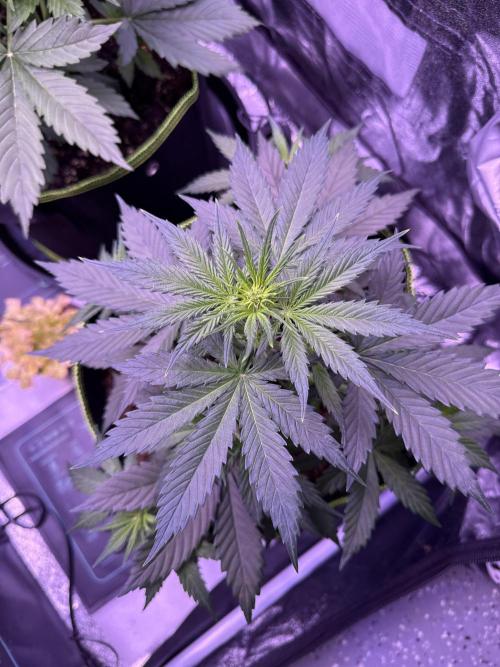 Seed Supplier Project. Week 5 - 18.4