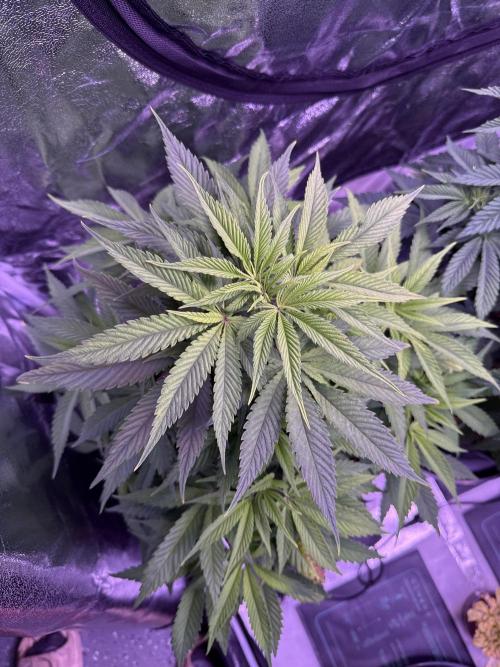 Ganja Farmer RS11 (C). Week 8 - 18.2