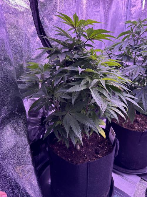 Ganja Farmer RS11 (C). Week 8 - 18.2