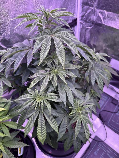 Ganja Farmer RS11 (B). Week 9 - 18.4