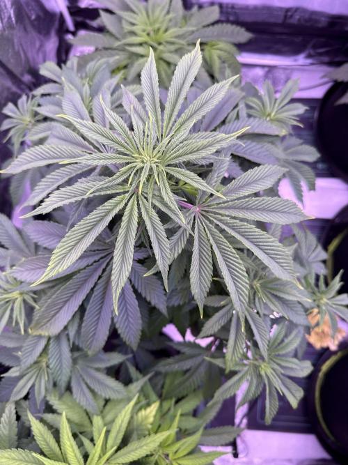 Ganja Farmer RS11 (B). Week 9 - 18.4