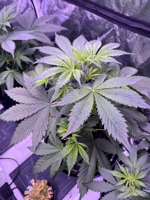 Seed Supplier Project. Week 5 - 23.4