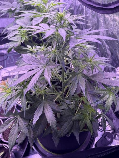 Seed Supplier Project. Week 5 - 23.4