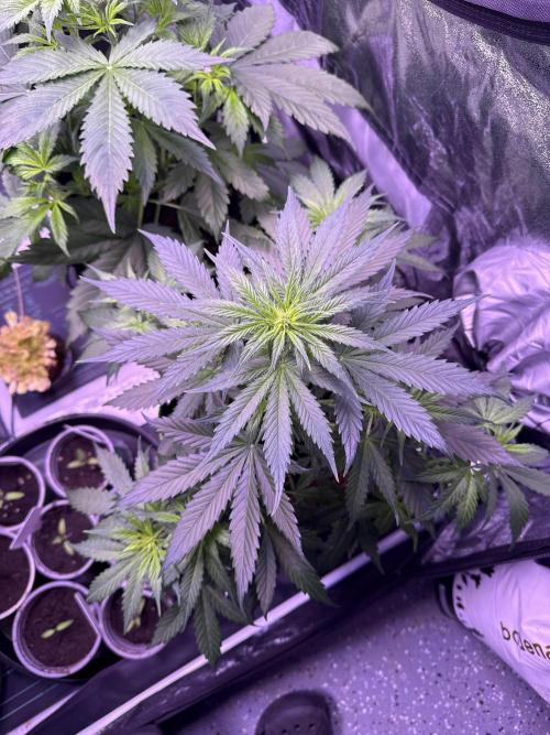 Seed Supplier Project. Week 5 - 23.4