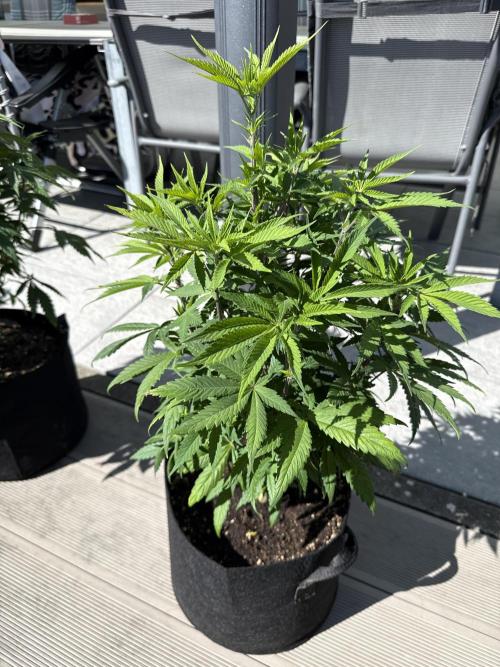 Ganja Farmer RS11 (C). Week 9 - 25.4