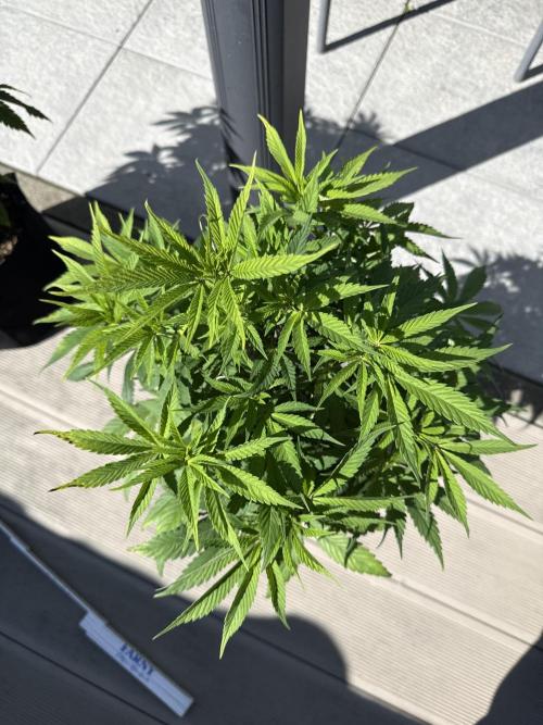 Ganja Farmer RS11 (C). Week 9 - 25.4