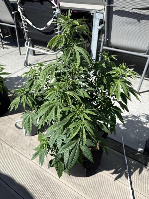 Ganja Farmer RS11 (B). Week 10 - 25.4