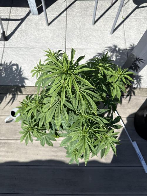 Ganja Farmer RS11 (B). Week 10 - 25.4