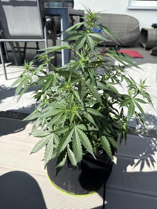 Seed Supplier Project. Week 5 - 25.4