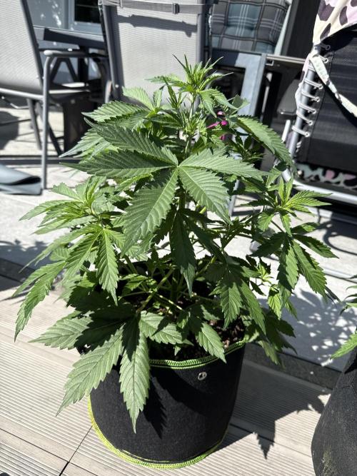 Seed Supplier Project. Week 5 - 25.4