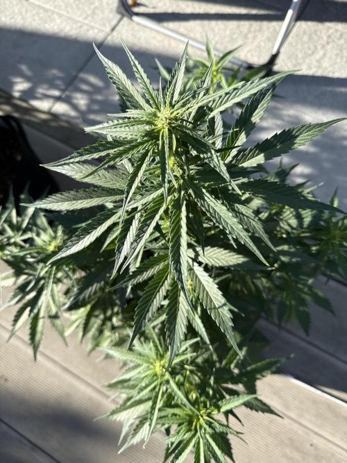 Seed Supplier Project. Week 6 - 29.5