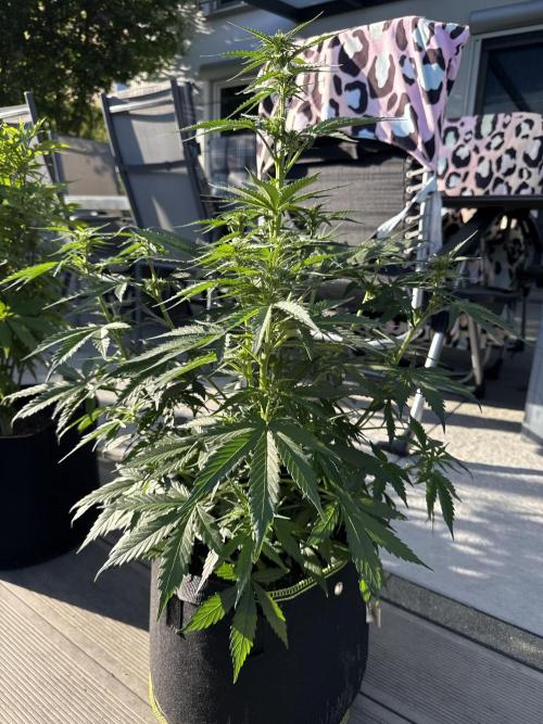 Seed Supplier Project. Week 6 - 29.5