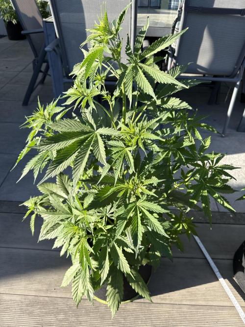 Seed Supplier Project. Week 6 - 29.5