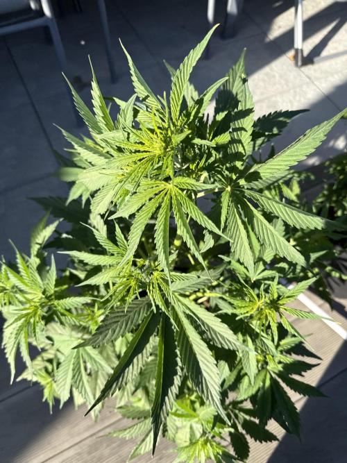 Seed Supplier Project. Week 6 - 29.5