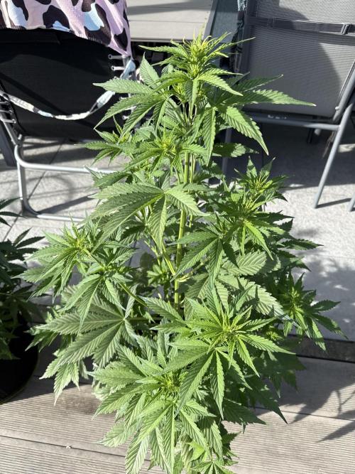 Seed Supplier Project. Week 6 - 2.5
