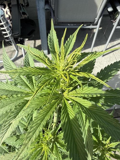 Seed Supplier Project. Week 6 - 2.5