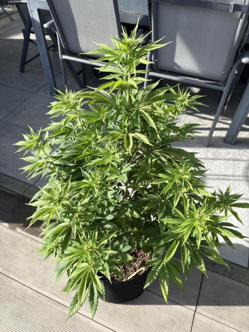 Ganja Farmer RS11 (B). Week 10 - 2.5
